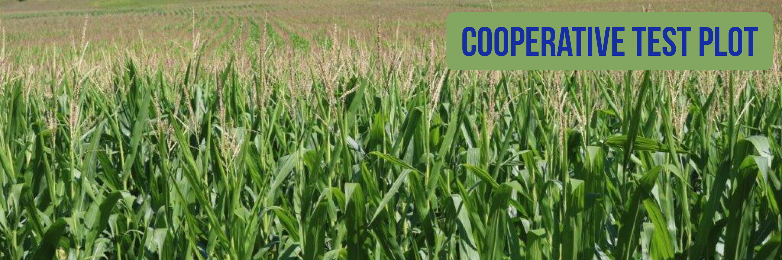 Coop Test Plot Banner Photo.PNG